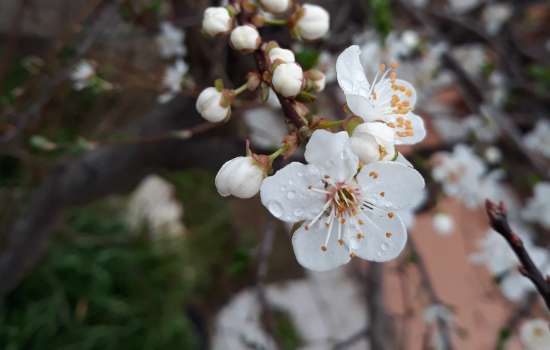 Spring on Crete. Cretan customs, Greece